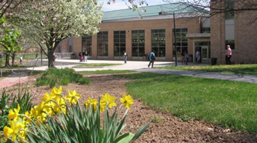 Daffodils bloom with Student Center in background